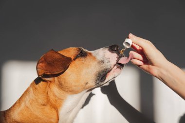 Köpek damlatıcıdan gerekli yağı alıyor. Besleyici maddeler, sakinleştirici ürünler, evcil hayvanlar için cbd veya thd yağları