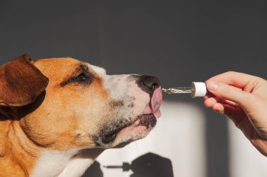 Köpek damlatıcıdan gerekli yağı alıyor. Besleyici maddeler, sakinleştirici ürünler, evcil hayvanlar için cbd veya thd yağları