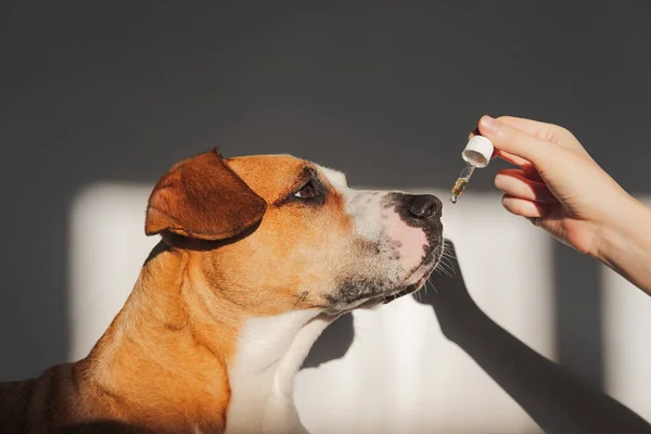 Cão Tomando Óleo Essencial Conta Gotas Suplementos Nutricionais Produtos Calmantes — Fotografia de Stock