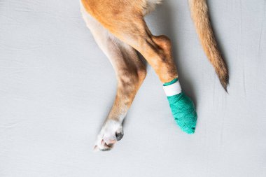 Köpeğin patileri bandajlı, yakın çekim manzaralı. Yaralı hayvanlar, travma, yaralı bir köpek yavrusu bacağı, veteriner kavramları.