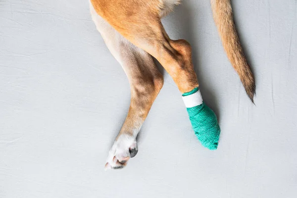 Köpeğin patileri bandajlı, yakın çekim manzaralı. Yaralı hayvanlar, travma, yaralı bir köpek yavrusu bacağı, veteriner kavramları.