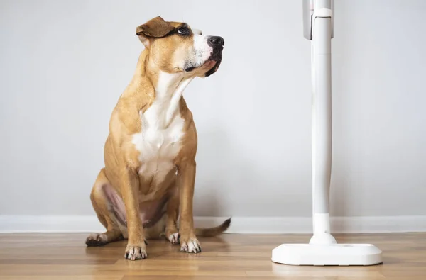 Dog Sits Next Vacuum Cleaner Pets Household Objects Puppy Afraid — Stock Photo, Image
