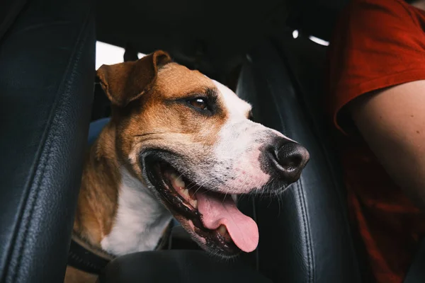 Κοντινό Πλάνο Πορτρέτο Ενός Ευτυχισμένου Σκύλου Στο Αυτοκίνητο Μετακίνηση Κατοικίδια — Φωτογραφία Αρχείου