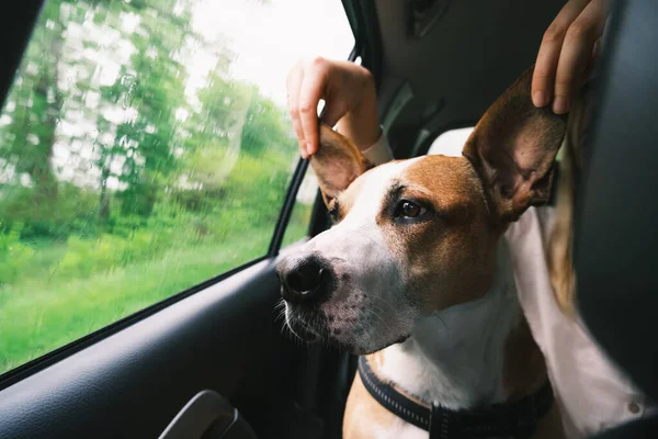 Αστείος Σκύλος Μεγάλα Αυτιά Στο Αυτοκίνητο Δίπλα Στο Παράθυρο — Φωτογραφία Αρχείου