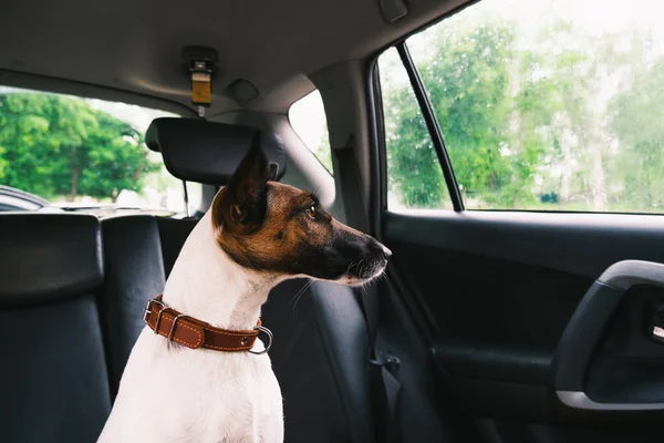 Fox Terrier Σκυλί Κάθεται Στο Πίσω Κάθισμα Του Αυτοκινήτου Περιμένοντας — Φωτογραφία Αρχείου