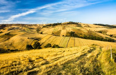 Sarı buğday alanları