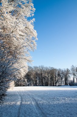 Kış ağaç İsviçre