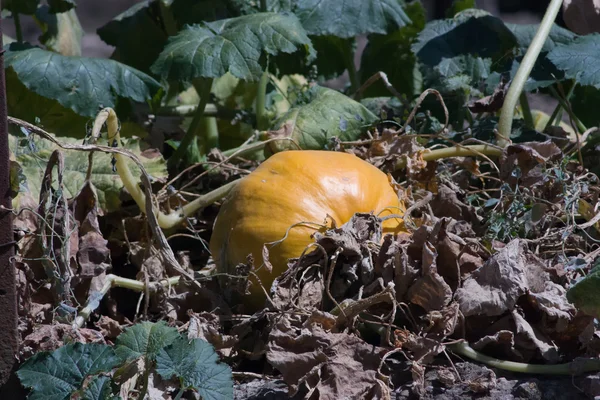 Pompoen in de moestuin — Stockfoto