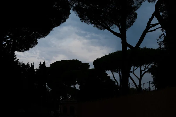 Pinos y árboles cerca de las ruinas de Ostia —  Fotos de Stock