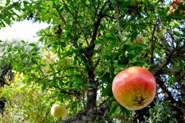 Ağaçta asılı nar