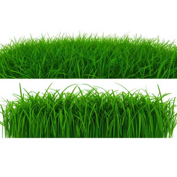 Yeşillik bir çimen alanının yüksek kaliteli yakın plan görüntüsü, çeşitli tasarım projelerinde doğa arka planı ya da doku olarak kullanmak için mükemmel. Çimenlerin canlı yeşil yaprakları, açık hava temalı tasarımlar için ideal, ferahlatıcı ve doğal bir estetik yaratıyor..