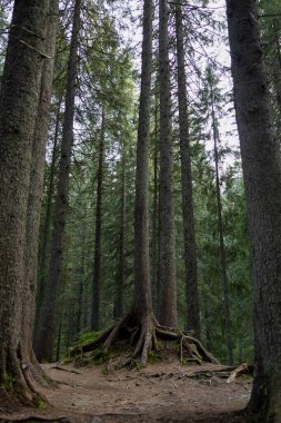 Dağ Ormanında Kökleri Oluşan Uzun Çam Ağaçları