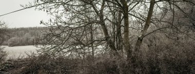 Çıplak kış dalları, birbirine dolanmış çalıların uzak ağaç hattıyla buluşup soğuk hava ve sakin kırsal kesimde hafif bulutlu ışıkla şekillenen katmanlı dokular ve sessiz tonlarla şekillendirdiği sessiz buzlu manzarayı çerçeveler. Çekçe, Avrupa 'da Yakalandı