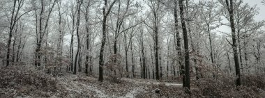 Buz kaplı orman, yumuşak yamaçlar boyunca yükselir, solgun gövdeler ve uzun kahverengi yapraklar katmanlı kış dokusu oluştururken, sessiz ışık, sakin orman atmosferini yumuşatır. Çekçe, Avrupa 'da Yakalandı