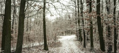 Karlı orman manzarası, buzla kaplı ağaçların arasında kıvrılan sessiz bir patikayı, sessiz kahverengi yaprakları, yumuşak kış tonlarını, dingin orman ortamında sakin bir atmosferi gösteriyor. Çekçe, Avrupa 'da Yakalandı