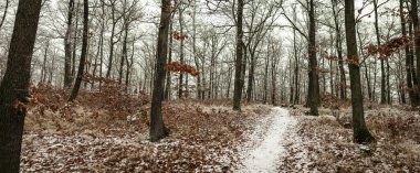 Kar tozlu orman yolu donuk ağaçlar ve küme kahverengi yapraklar arasında kıvrılarak dokulu kış manzarası yaratarak sakin doğal ormanlık alandaki mevsimsel atmosferi ortaya çıkarıyor. Çekçe, Avrupa 'da Yakalandı.