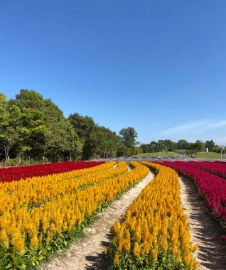 Bahçedeki güzel çiçekler