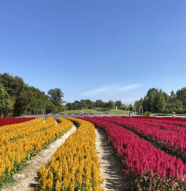 Hollanda 'da renkli çiçekler ve bahçe