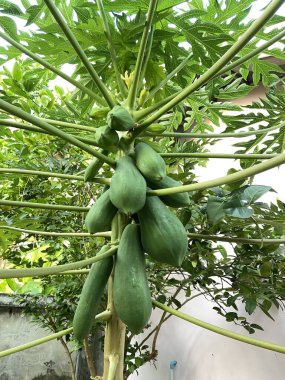 Yeşil yaprakları kapat