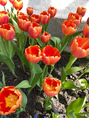 Bahçedeki güzel laleler