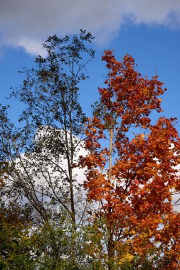 Two Autumn Trees with Contrasting Foliage Under a Bright Blue Sky
