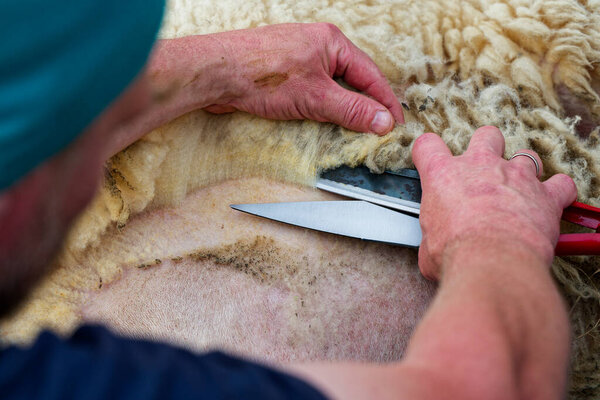 Фермер наклоняется над шерстяной овцой, используя сильные ножницы для рук. Он сжимает шерсть и направляет гладкие штрихи так толстые замки удаляются, оставляя аккуратное бледное пальто и спокойное сфокусированное движение.