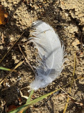 Yumuşak beyaz bir yastık gelgitin yakınındaki sıcak kumun üzerinde uzanır, yumuşak yumuşak yüzey ışığı yakalar ve etrafındaki sessiz kıyı temiz ve basit bir öğleden sonrası için hazır hisseder..