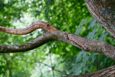 Yumuşak doğal bokeh ile dokulu bir ağaç dalı canlı yeşil yapraklar arasında kıvrılır. Doğa temaları, sağIık görselleri ve ekolojik kavramlar için mükemmel.