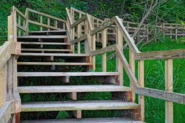 Dayanıklı ahşap bir merdiven yemyeşil ormanlarda tırmanıyor. Yürüyüş temaları, açık hava macera görselleri, doğa yolculuğu içeriği ve Mons Klint 'te eko yaşam tarzı tasarımı için mükemmel..