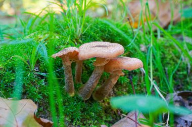 Bir grup altın kaplama yosun boyunca iterek parlak çimenlerin hemen yanından geçer. Dokular ve renklerin karışımı aydınlığı yakalayıp yeni bir sonbahar havası gösteren neşeli bir köşe yapar..