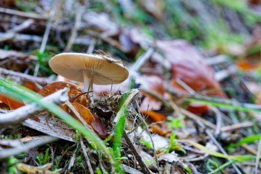 Soluk solungaçlı kep orman zeminindeki nemli yapraklardan yükselir ve ince beyaz bir gövde serin gölgedeki sessiz çimenlerin arasından yükselir, küçük orman sahnesi sakin ve yere yakın hisseder..