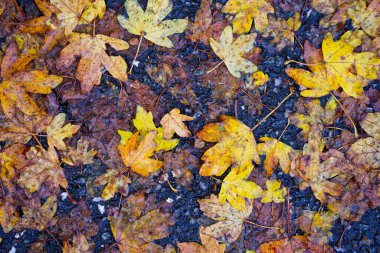 Altın kahverengisi sonbahar yaprakları kara toprağa saçılmış, farklı şekilleri ve sıcak tonları orman zemininde zengin bir doğal düzen yaratıyor..