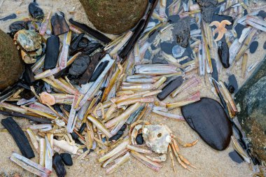 Sylt 'e kumlu sahil ölü bir yengeç, kabuklar, deniz yıldızı ve taşlarla dağılmış durumda..