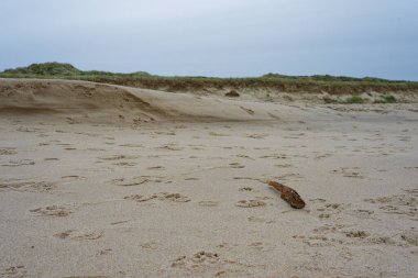 Sylt 'teki yumuşak kumsal kumsalları alçak kumullar arasında uzanır. Rüzgarlı sahil şeridinde serin kuzey ışığında gezinen kuş ve köpeklerin ince izleriyle işaretlenir..