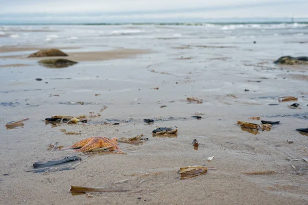 Sylt 'te büyük sarı kahverengi bir denizyıldızı denizin yakınındaki nemli kumda dinlenir, sert kolları küçük kabuklar ve dalgalar arasında gerilirken yumuşak dalgalar soluk kıyı ışığında sessizce yuvarlanır..