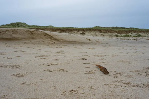 Sylt 'teki yumuşak kumsal kumsalları alçak kumullar arasında uzanır. Rüzgarlı sahil şeridinde serin kuzey ışığında gezinen kuş ve köpeklerin ince izleriyle işaretlenir..