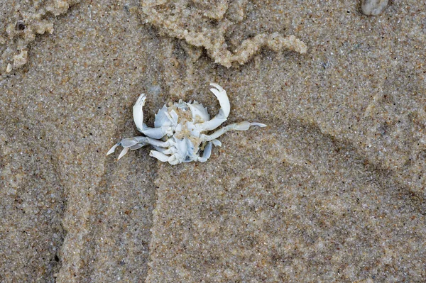 Sylt 'de soluk bir yengeç, kumların üzerinde yatar, bacakları ve pençeleri koparılır böylece yumuşak alt yüzler gökyüzüne bakar, soğuk deniz kenarında sert yaşamın sessiz bir işareti..