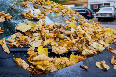 Park halindeki araba, sarı sonbahar yapraklarından oluşan kalın bir tabaka ön camını kapatırken, camı yumuşak bir mevsimlik battaniyeye dönüştürüp, iç mekanı gözlerden gizlerken hareketsiz duruyor..