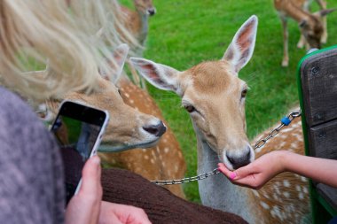 Yeşil bir çayırda insan elinden yemek yiyen meraklı geyikler doğa, eğitim ve aile kavramları için ideal, samimi bir vahşi yaşam anı yaratıyor.