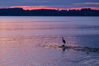 Güneş batarken bir leylek kıyıya yakın bir kayanın üzerinde duruyor. Pembe renkli gökyüzü ve su ve deniz kenarındaki sessiz kuşun etrafında hafif dalgalar..