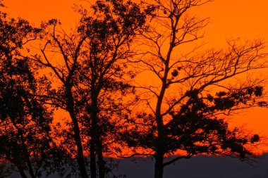 Karanlık bir ağaç silueti yoğun bir turuncu gökyüzüne karşı duruyor, parlayan günbatımı dramatik ve ateşli görünüyor, doğal bir akşam sahnesi olarak kıyametsel bir hava yaratıyor.