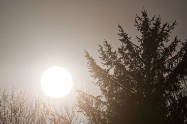 Uzun bir kozalaklı ağaç pembe gri bir gökyüzüne karşı duruyor, güneş ufuk çizgisine çok yakın oturuyor ve yavaşça parlıyor, manzaranın üzerinde sakin bir kış ışığı sahnesi yaratıyor..