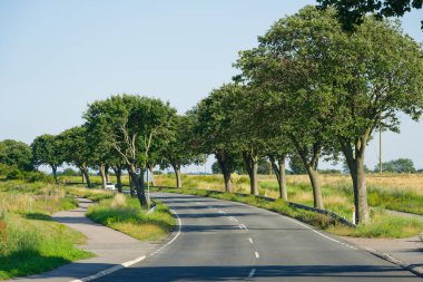 Sessiz bir yol, parlak yaz ışığı ve yemyeşil verimli kırsal alanda düzenli bir cadde oluşturan, eşit şekilde budanmış yuvarlak ağaçlar arasında nazikçe kıvrılır..