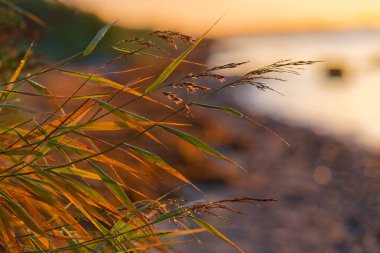 Suyun yanında sıcak günbatımı ışığıyla aydınlatılan narin kıyı otları sakin denge kurma ve sakin akşam atmosferini sembolize eden huzurlu bir doğal ortam yaratıyor.
