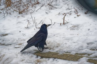 Kara bir kuzgun karla kaplı zeminde duruyor. Açık havada kurak dallar ve dallarla çevrili..