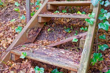 Kuru kahverengi yapraklar ve yeşil sarmaşık bitkileriyle kaplı kırsal ahşap merdivenler doğal bir ormanda yetişiyor..