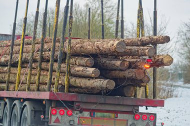Yakından bakıldığında, yük karavanda dengesizce durduğu için çok sayıda ağaç gövdesinin bir kamyona istiflendiğini ve basit halatla bağlandığını görüyoruz..
