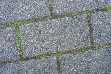 Eski kaldırım taşları küçük otların eklemlerden filizlendiği bir yürüyüş yolu oluşturur. Basit zemin deseni, doğanın yüzeydeki küçük boşlukları geri aldığını gösteriyor..