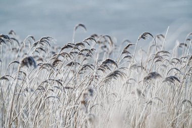 Kış sahnesinde, buzla kaplanmış uzun otlar, arka planda yumuşak mavi tonlarla sakin ve soğuk bir atmosfer yaratır..