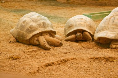 Dokulu kabuklu üç kaplumbağa ve sert cilt toprak üzerinde dinlenen toprak toprak toprak toprak toprak toprak toprak toprak toprak toprak toprak toprak ile doğal bir ton.